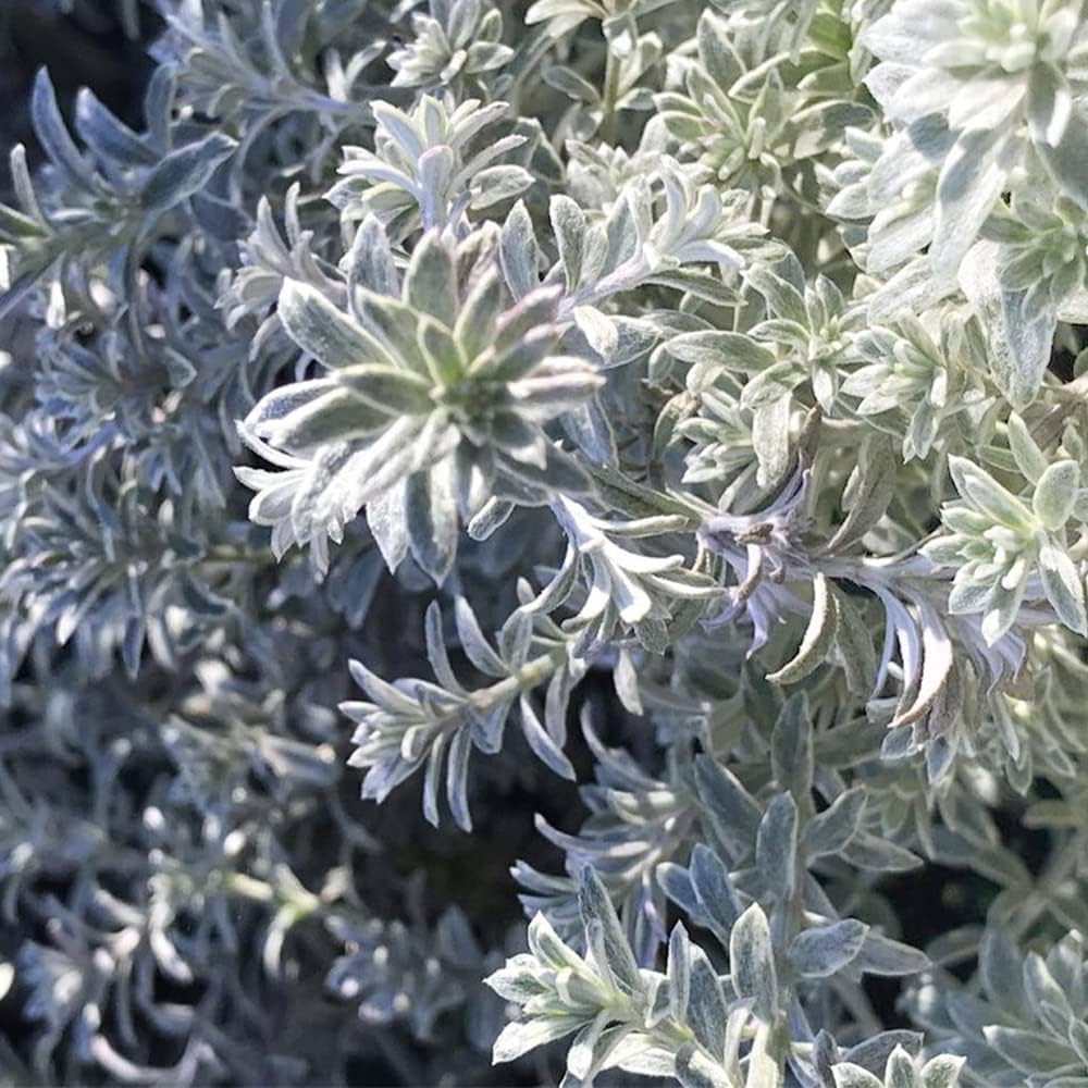 ウエストリンギアスモーキーホワイトとユーカリアルビダ苗木2種セット 美形 ウエストリンギアスモーキーホワイトとユーカリアルビダ苗木2種セット